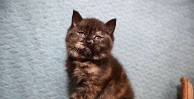 Шотландские вислоухие котятка