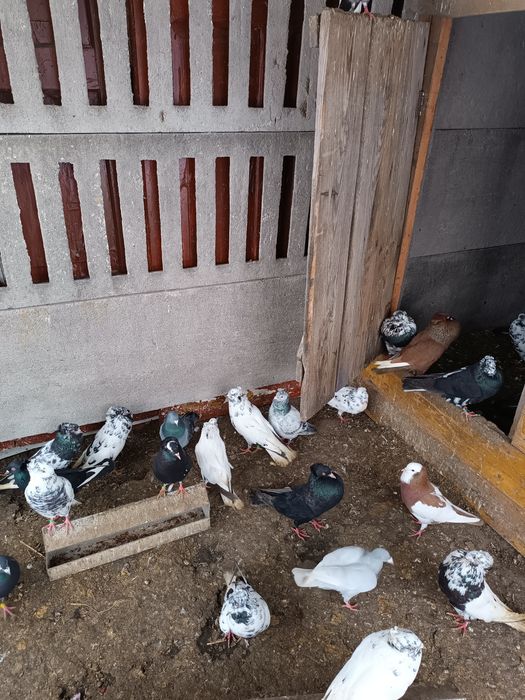 Gołębie gołębie ozdobne różnych ras