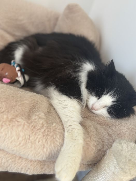 Кішка в добрі руки