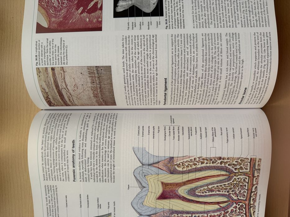 Livro GRAY’S Anatomy