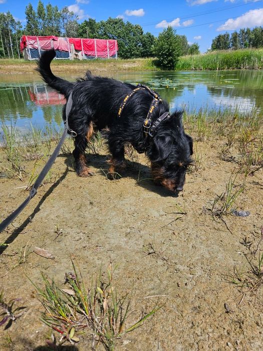 Czteroletni czujny Cydr do adopcji