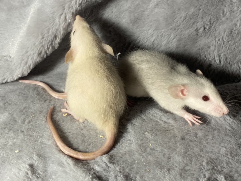 Криси дамбо ручні