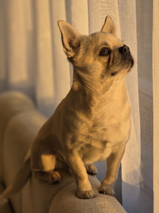 ‼️Zaginął Pies rasy  Chihuahua‼️