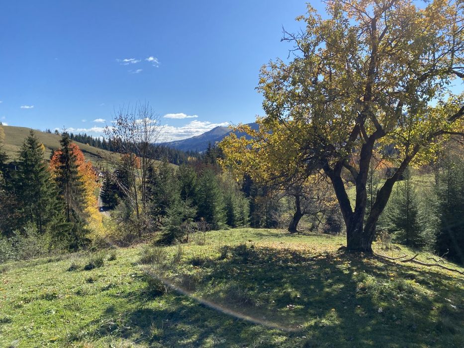 З двох сторін потічки. З трьох сторін дерева. Гарний заїзд