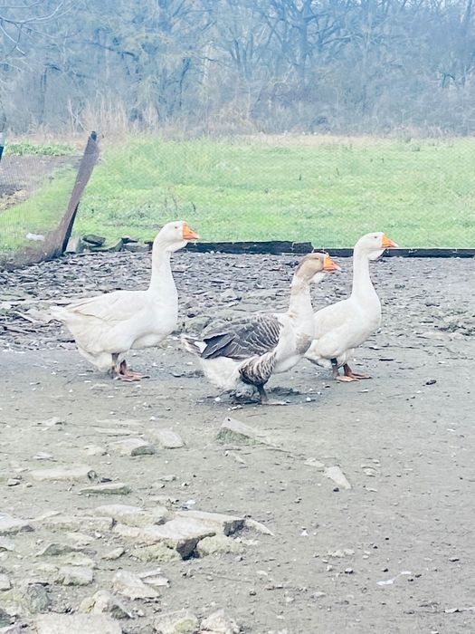 Продам Гусей Холмогори