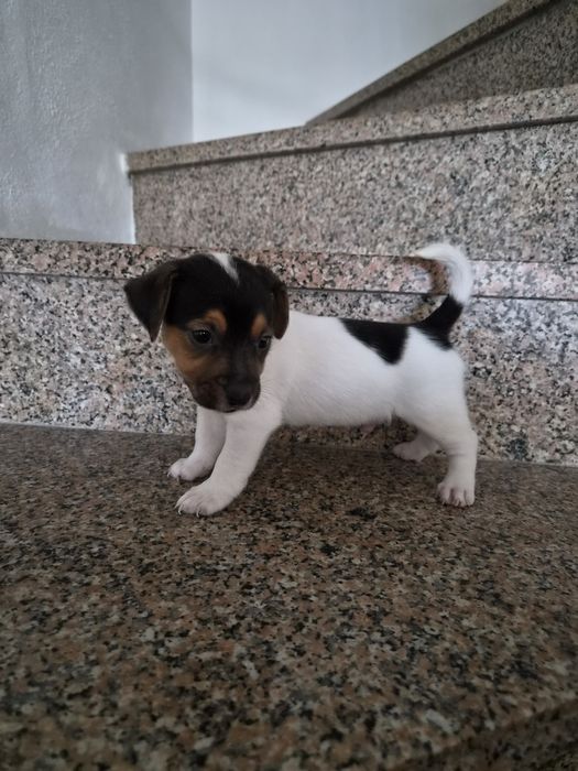 Jack russell terrier macho