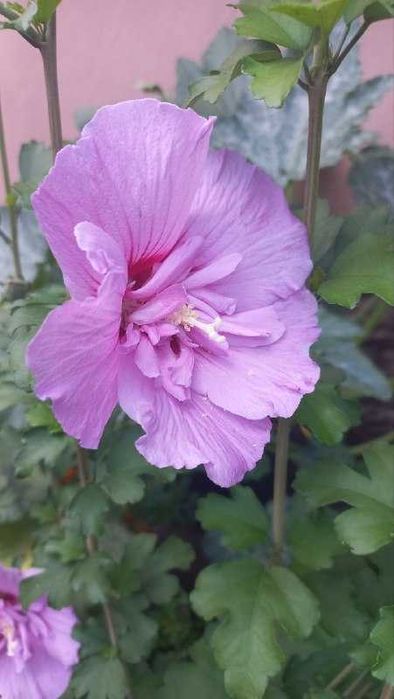 Хризантемы, розмарин,ивы,розы,гибискус,орех,дуб,клен,юкка и др продам.