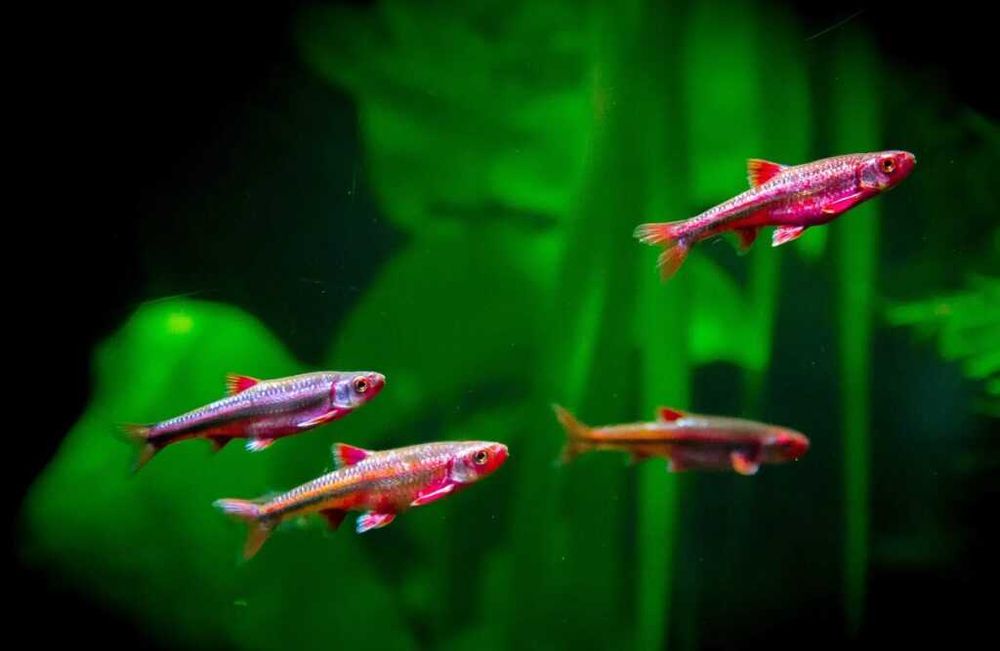 GB Błyszczyk Tęczowy Notropis - dowóz ryb!