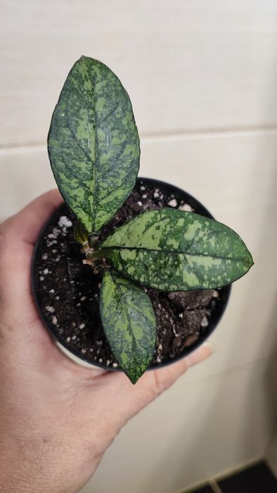 Hoya Crassipetiolata Splash