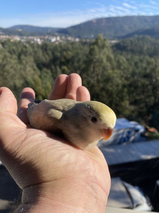 Agapornis domesticado