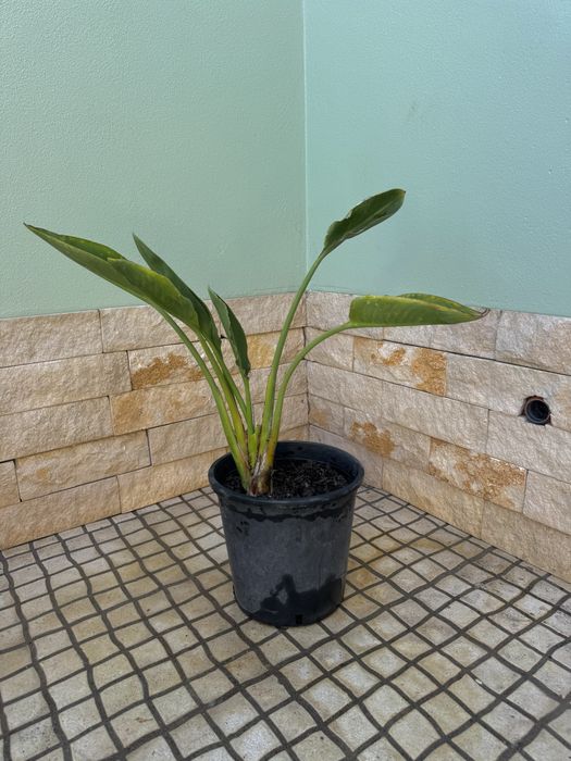 Estrelicia em vaso