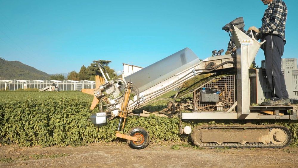 kombajn do bazylii, pietruszka, rukola, szpinak spalinowa/elektryczna