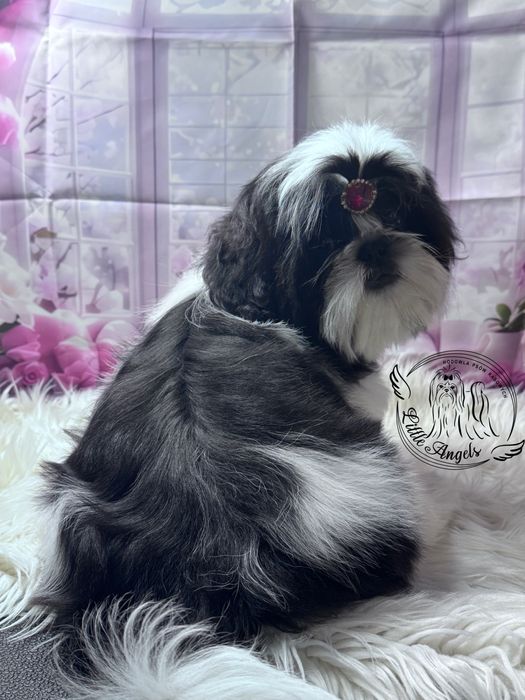 Shih tzu chłopiec