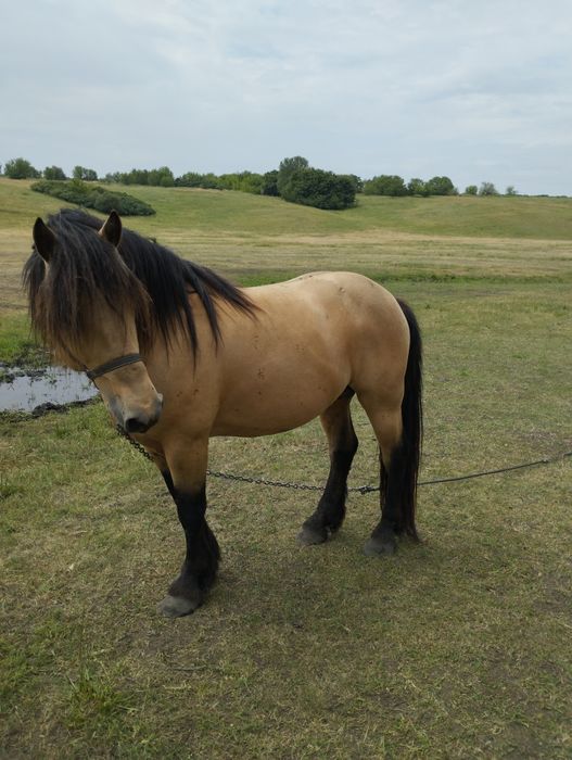Продам молодого жеребця