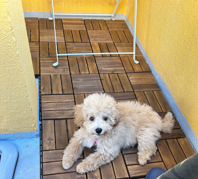 Toy poodle caniche toy