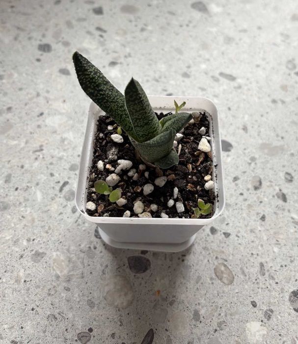 Sukulent Kwiat doniczkowy Gasteria Carinata