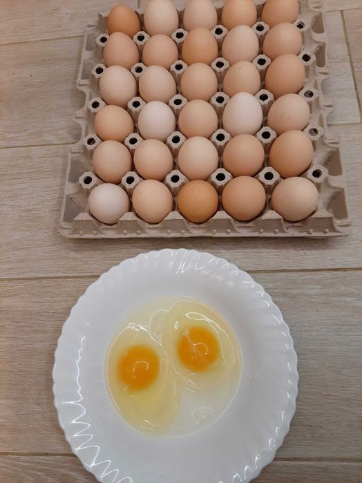 Jaja wiejskie wolny wybieg