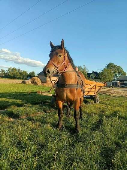 Sprzedam klacz PKZ z klaczką do hodowli. zamiana możliwa dopłata.