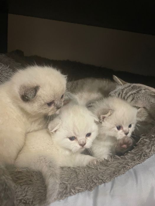 Шотландські котята блюпоінт