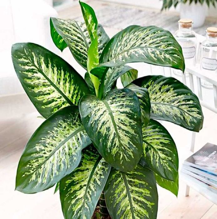 красивое взрослое комнатное растение диффенбахия/цветок