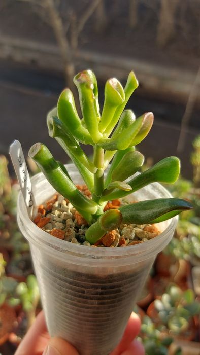 Crassula  Ogre Ears  Крассула Вуха Огра