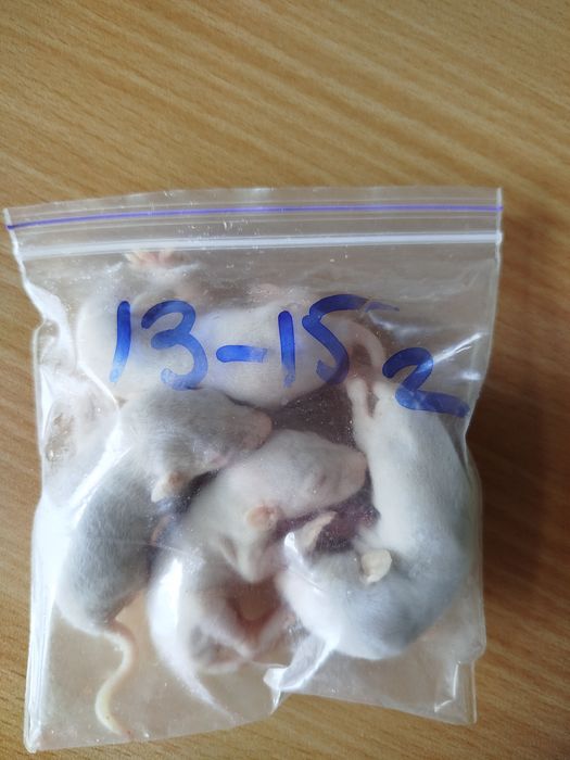 Крысы на корм. Кормовые крысы. Кормовые мыши. Бегунки. Заморозка