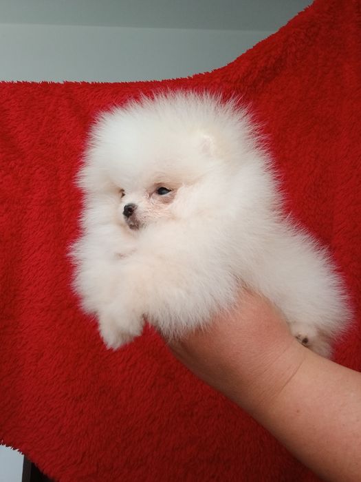 *Pomeranian Mikro okruszek CHIRO Wyjątkowy misio Aktualny*