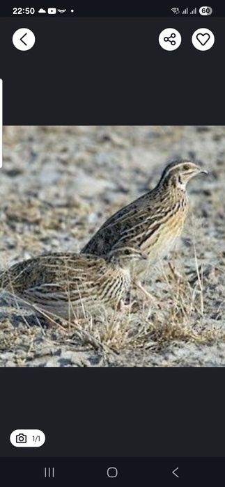 Vendo codernizes espanholas