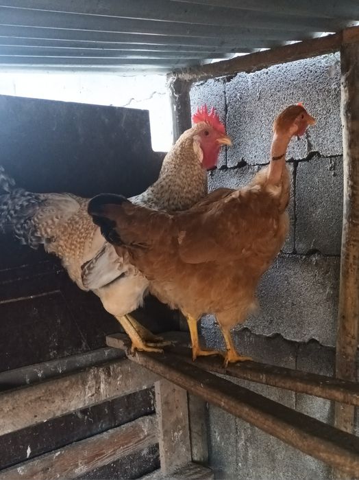 Casal de amarela parda