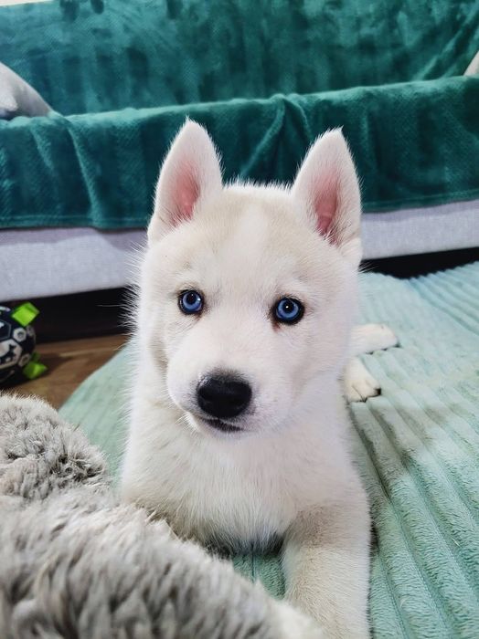 Siberian Husky niebieskooki po InterChampionach zkwp fci Siberian Husk