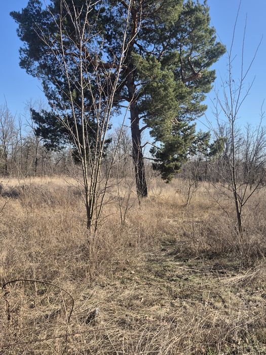 Продам -98сот- с.Хотянівка,під забудову,на ділянці ліс,електромережа.
