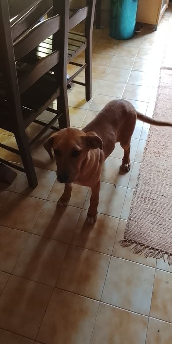 Cãozinho pra adoção