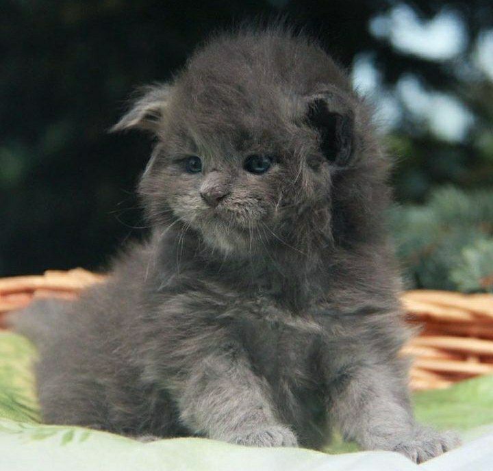 Мейнкун кошенята
