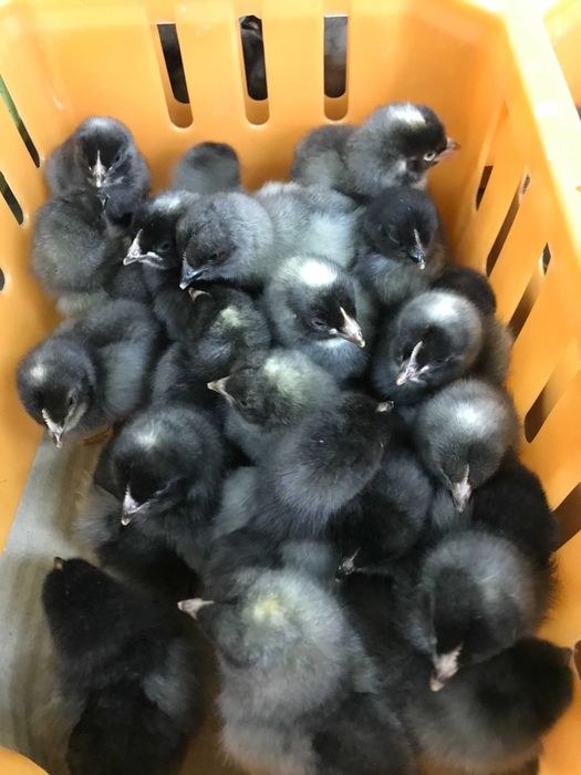 Kurczaki pisklęta nioski, brojlery, Leghorn, Greenshell, Sussex, Rosa