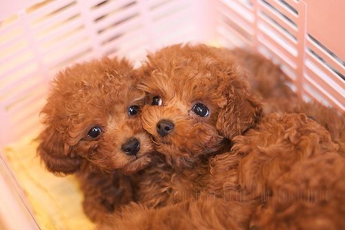 Той пудель хлопчик – маленький джентльмен із великим серцем