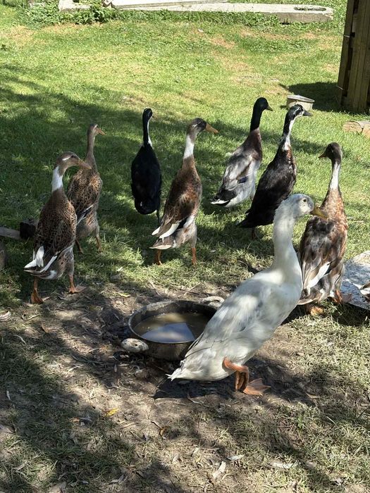 Kaczki bieguski piatkowa