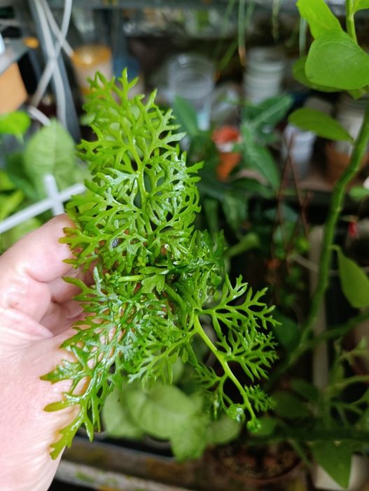 Папороть індійська акваріумна рослина