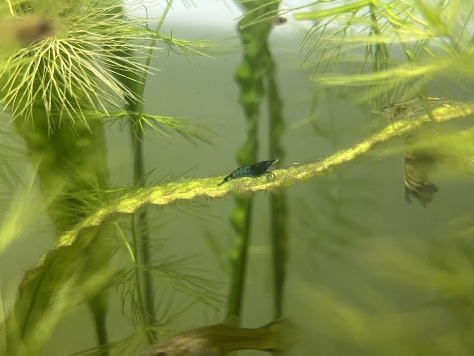 Розпродаж криветок всі по 5 грн., гуппі, та равлики