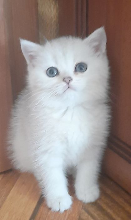 Прекрасні кошенятка