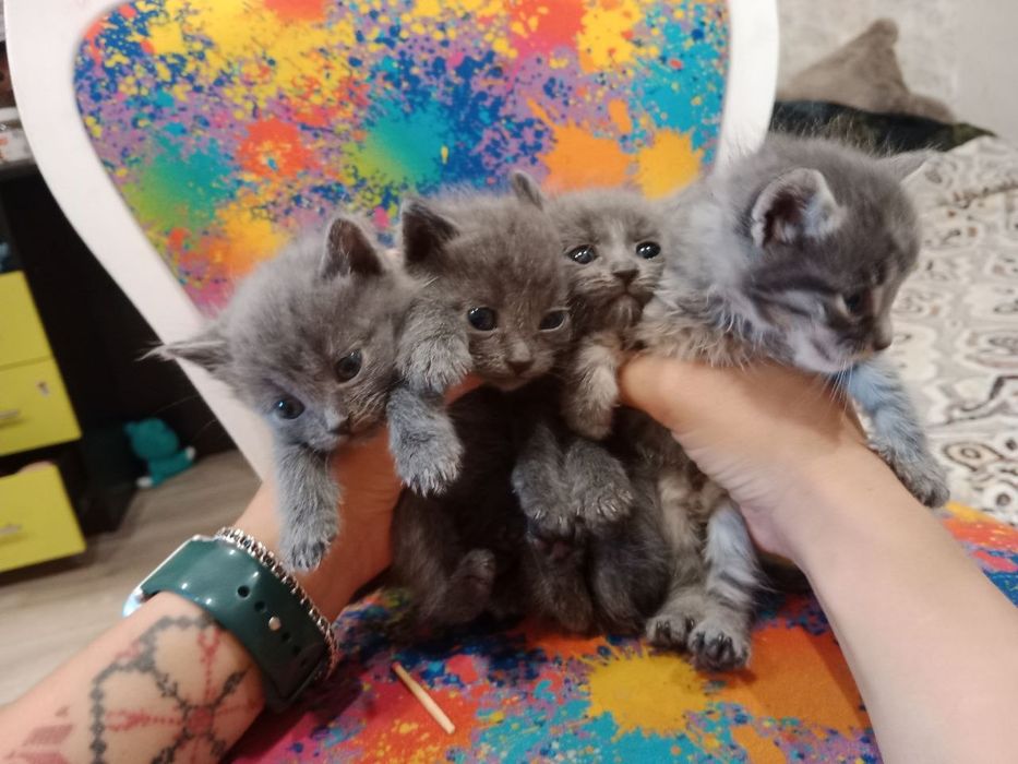 Маленькі кошенятка