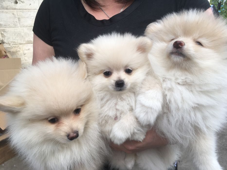 Померанские шпицы,два мальчика и девчуля