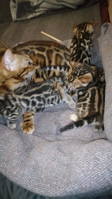 Продам кошеня кицька кішка котик