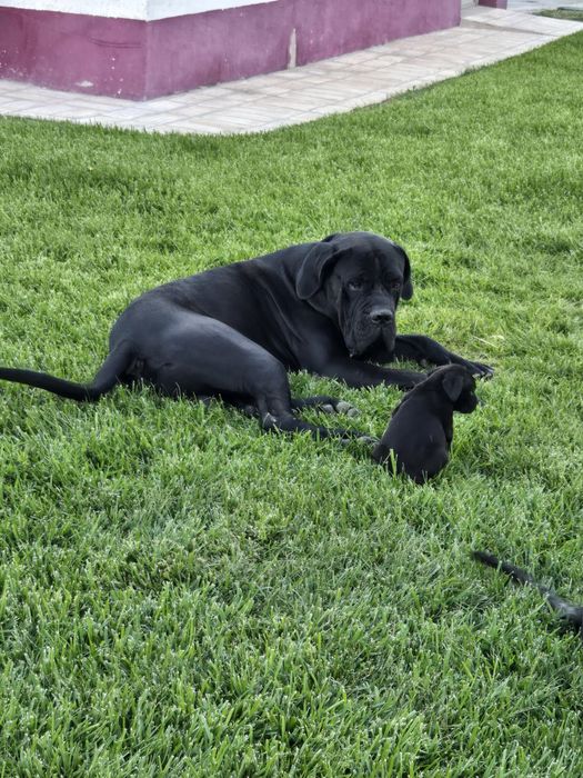Cane Corso Italiano