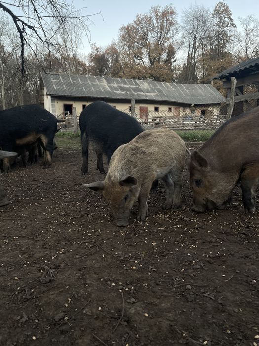 Терміново!!! Чистокровні Поросята Пухова Мангалиця