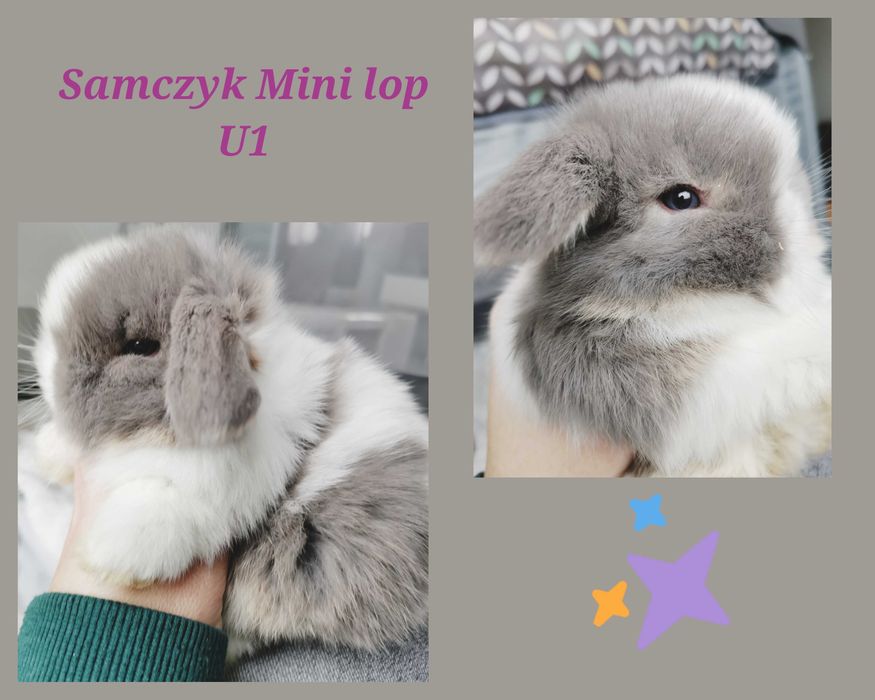 Królik króliczek mini lop hodowla zarejestrowana 910-P