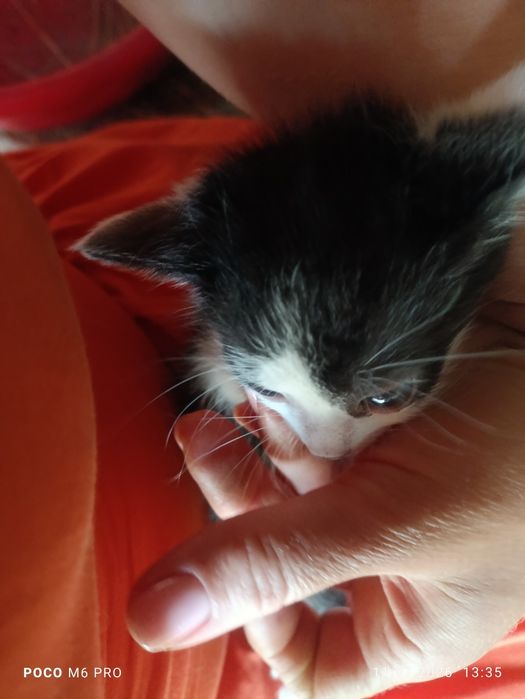 Коти, котенята, кішечки