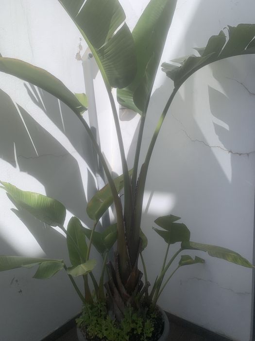 Estrelicia Nicolai (Gigante)