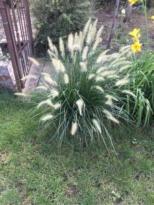 Декоративная трава