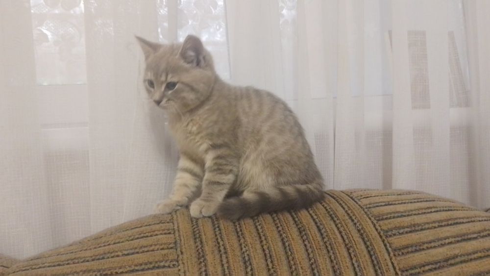 Котенятко,хлопчик,2 місяці