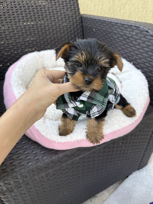 Красунчик йорк терєр